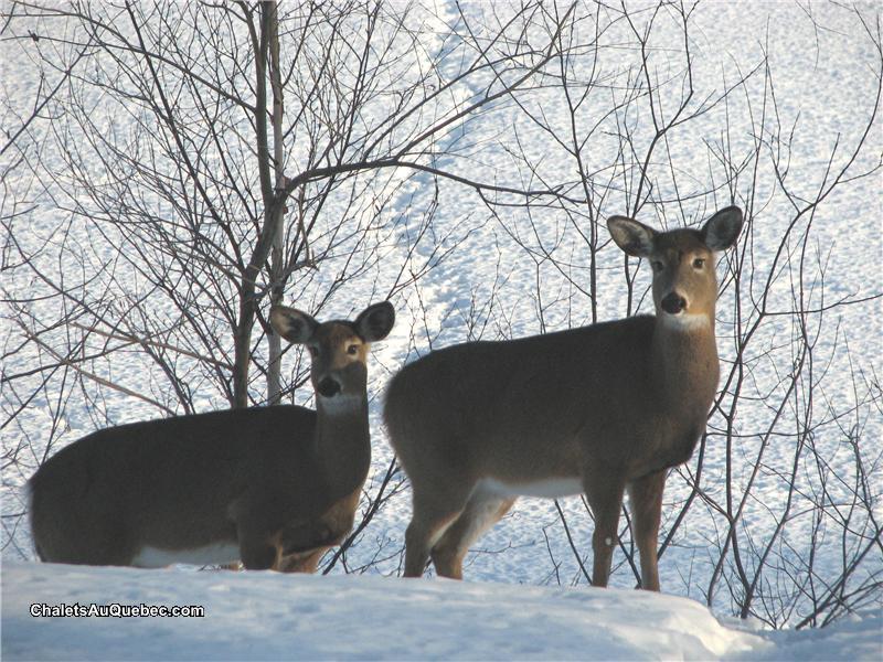 LE HORS PISTE Chalet à louer SteGenevièvedeBatiscan OR13637