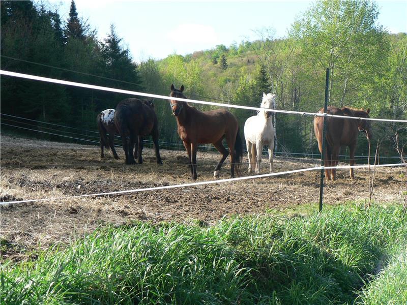 Centre Equestre Saint Donat Sur L Herbasse